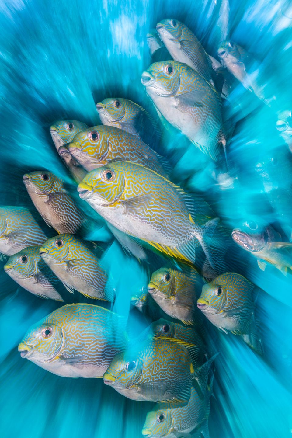 Unterwasserbilder 2020: Fischschwarm