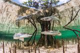 Unterwasserbilder 2020: Haie schwimmen um einen Baum