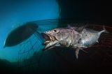 Unterwasserbilder 2020: Fisch im Netz