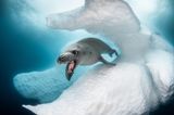 Unterwasserbilder 2020: Seelöwe unter Wasser