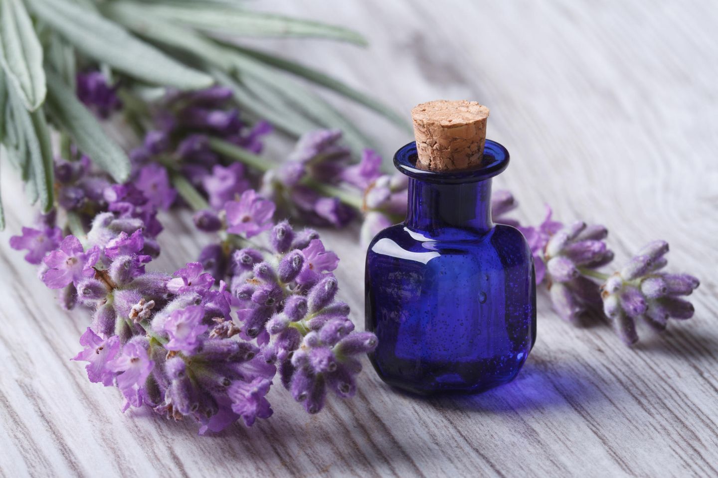 Lavendelöl: Öl neben Lavendelblüten