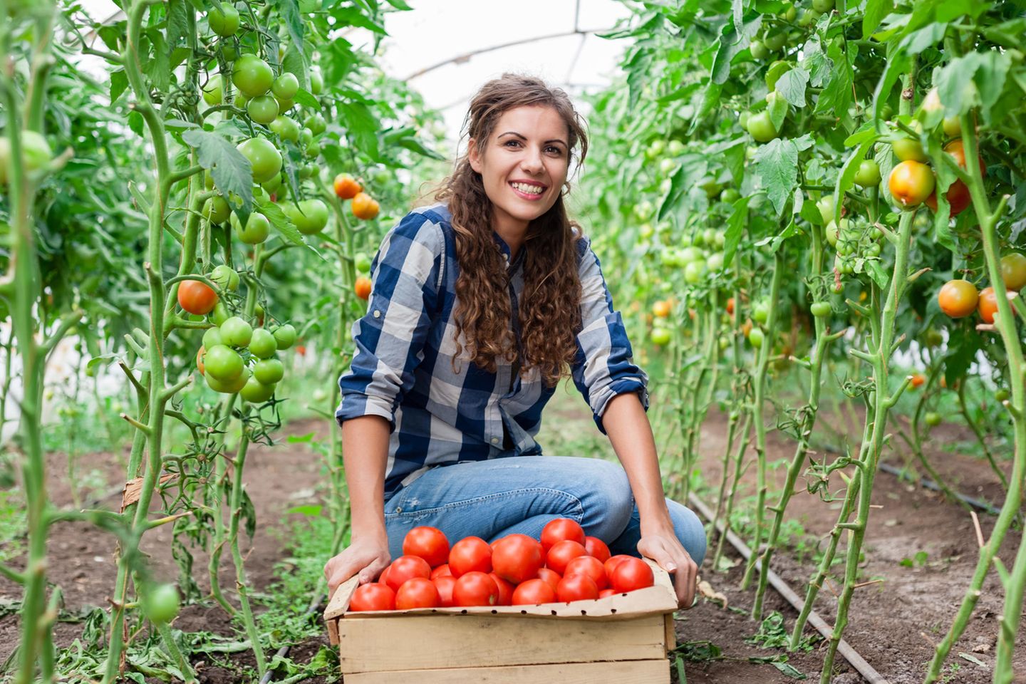 Landwirt: Frau erntet Tomaten