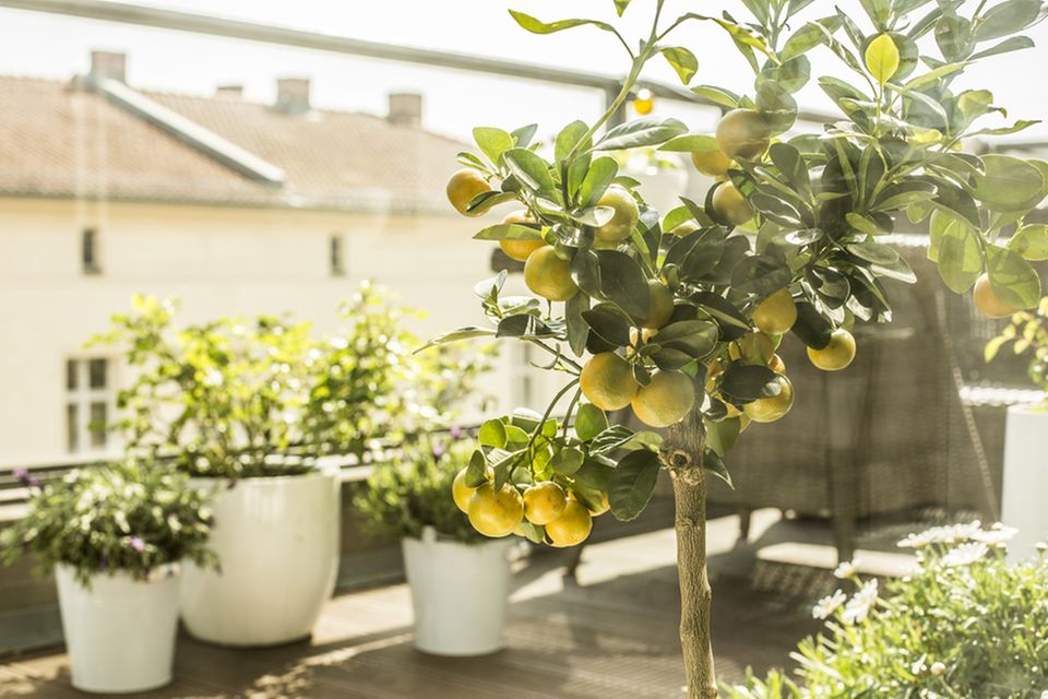 Balkon gestalten: Olivenbäumchen auf einem Balkon