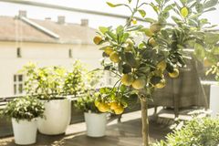 Balkon gestalten: Balkon gestalten: Olivenbäumchen auf einem Balkon
