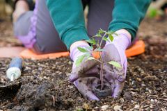 Warum uns Buddeln glücklich macht Gärtnern in Beet mit passender Ausrüstung