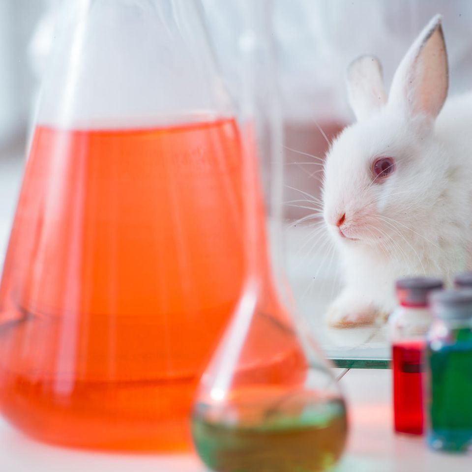 Tierversuchsfreie Kosmetik: Hase im Labor