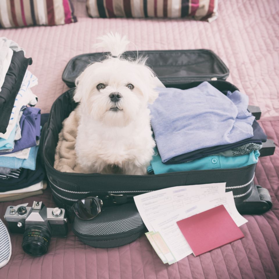 Fliegen mit Hund: Malteser-Hund sitzt im Koffer