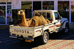 Reisetipps Oman: Zwischen Gestern, Heute und Morgen Reisetipps Oman: Kamel auf Auto-Ladefläche