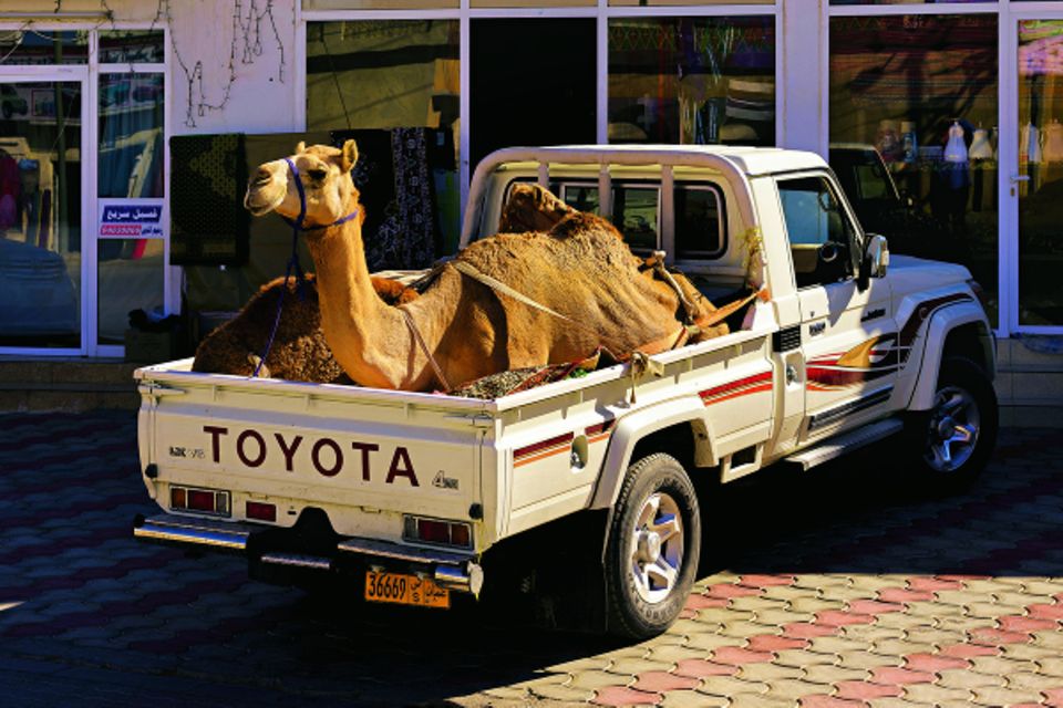 Reisetipps Oman: Kamel auf Auto-Ladefläche