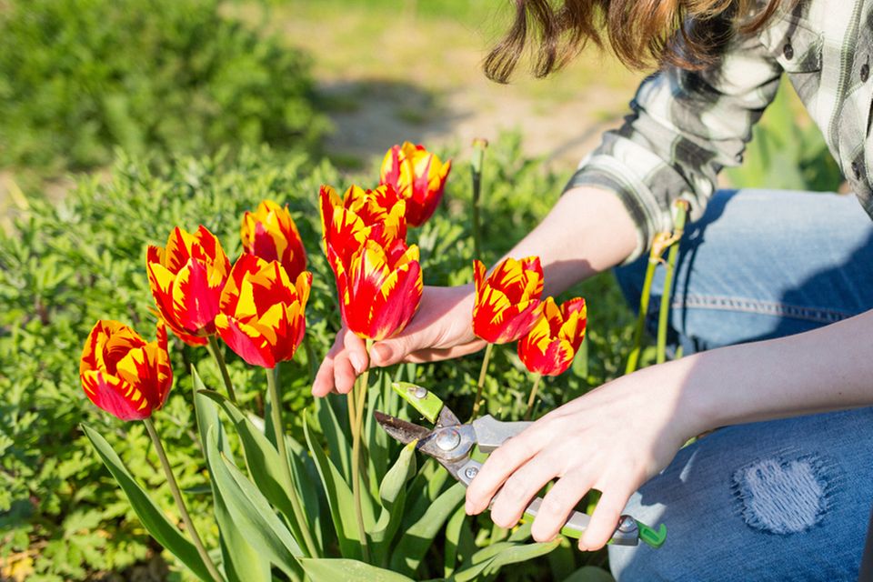Tulpen schneiden: Frau schneidet Tulpen