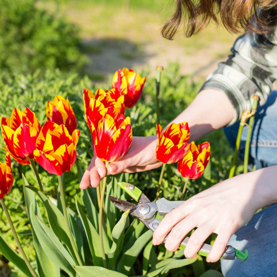 Tulpen schneiden: Frau schneidet Tulpen