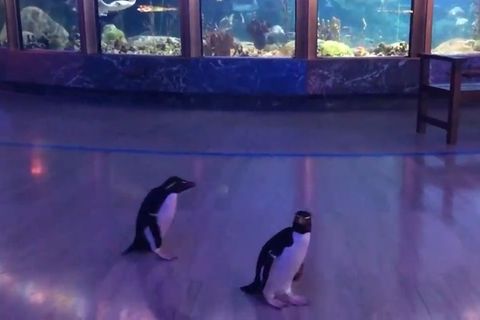 Sturmfrei! Pinguine erkunden geschlossenen Zoo