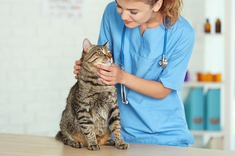 Tierarzt: Tierärztin untersucht eine Katze