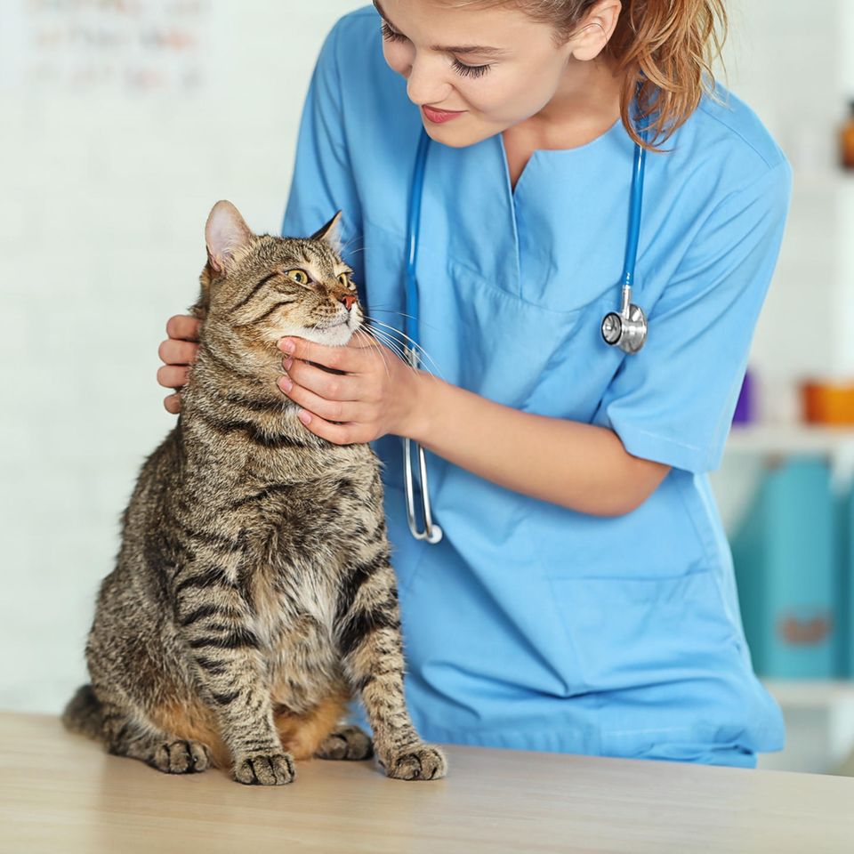 Tierarzt: Tierärztin untersucht eine Katze
