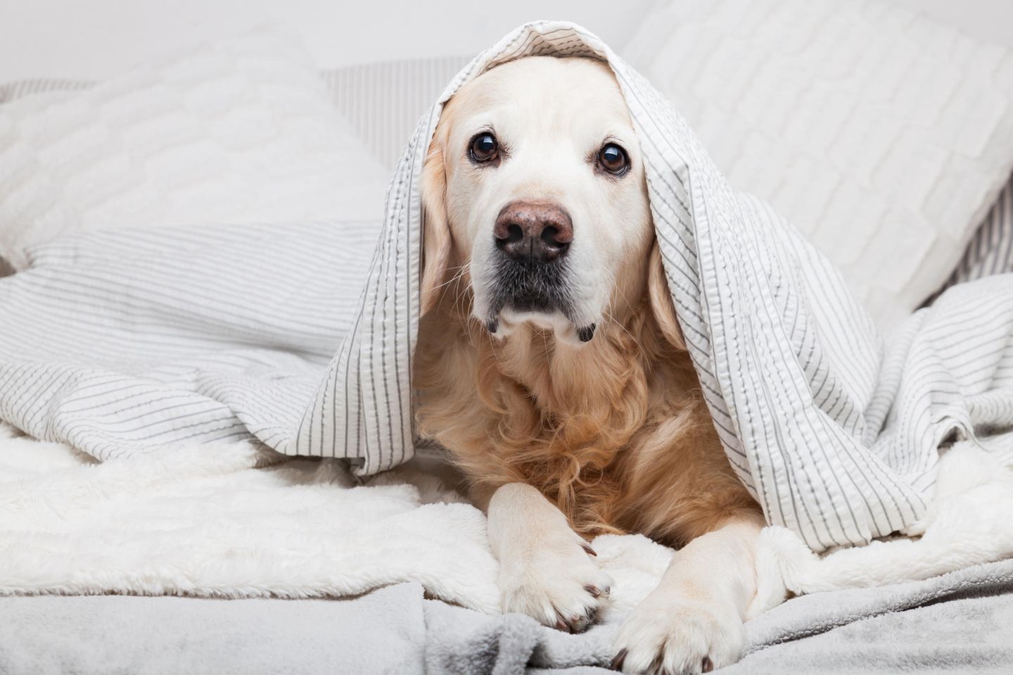 Homeoffice während Corona: Hund im Bett