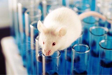 Tierversuche für Kosmetik: Weiße Maus auf Reagenzgläsern
