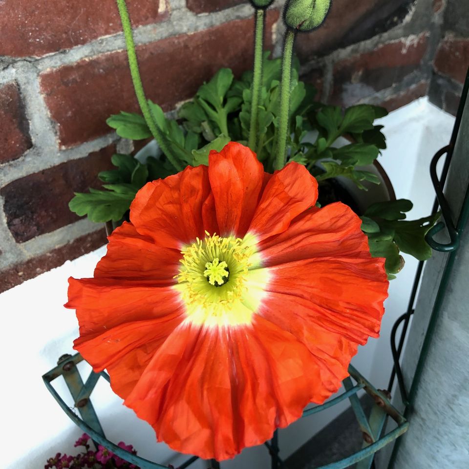 Ich liebe Mohnblumen, besonders die in leuchtendem Rot oder Orange. Steht sie im Topf, hab ich länger etwas davon und ich freu mich über jede Knospe, die gaaaaanz langsam aufgeht. Normalerweise bekomme ich während der Arbeitswoche außer einem kurzen Blick morgens und abends nicht viel davon mit. Jetzt, da ich im Home-Office arbeite, gehe ich ab und zu auf den Balkon und schau mir die Blüten an und freu mich. Katrin, Community-Redakteurin