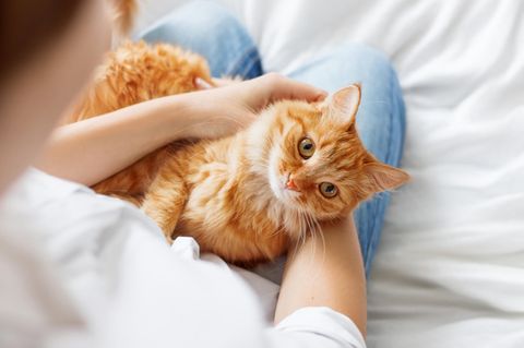 Coronavirus-News: Katze wird von Frau gestreichelt