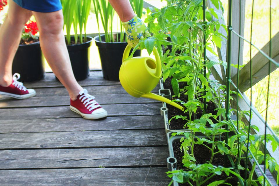 Selbstversorgung: Frau gießt Tomatenpflanzen auf dem Balkon