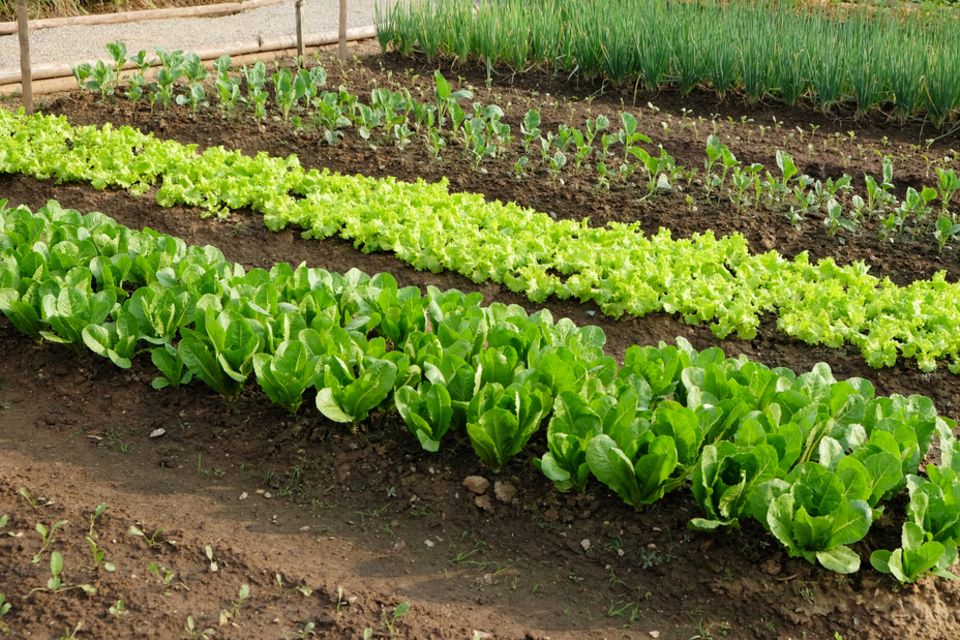 Selbstversorgung: Garten mit Salat