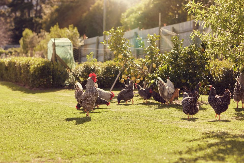 Selbstversorgung: Hühner im Garten