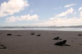 Corona-Krise: Schildkrötenjungen auf dem Weg ins Meer