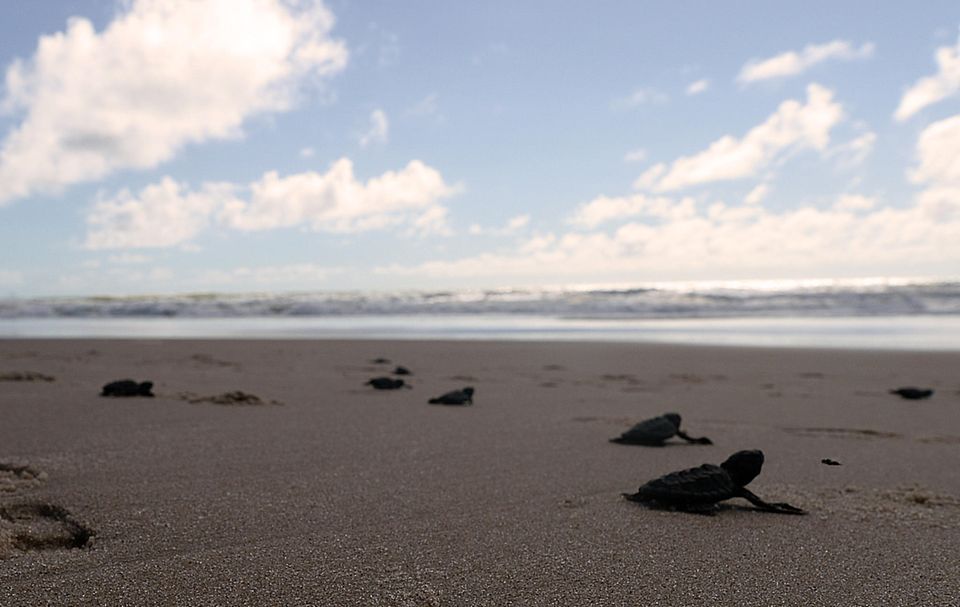 Corona-Krise: Schildkrötenjungen auf dem Weg ins Meer