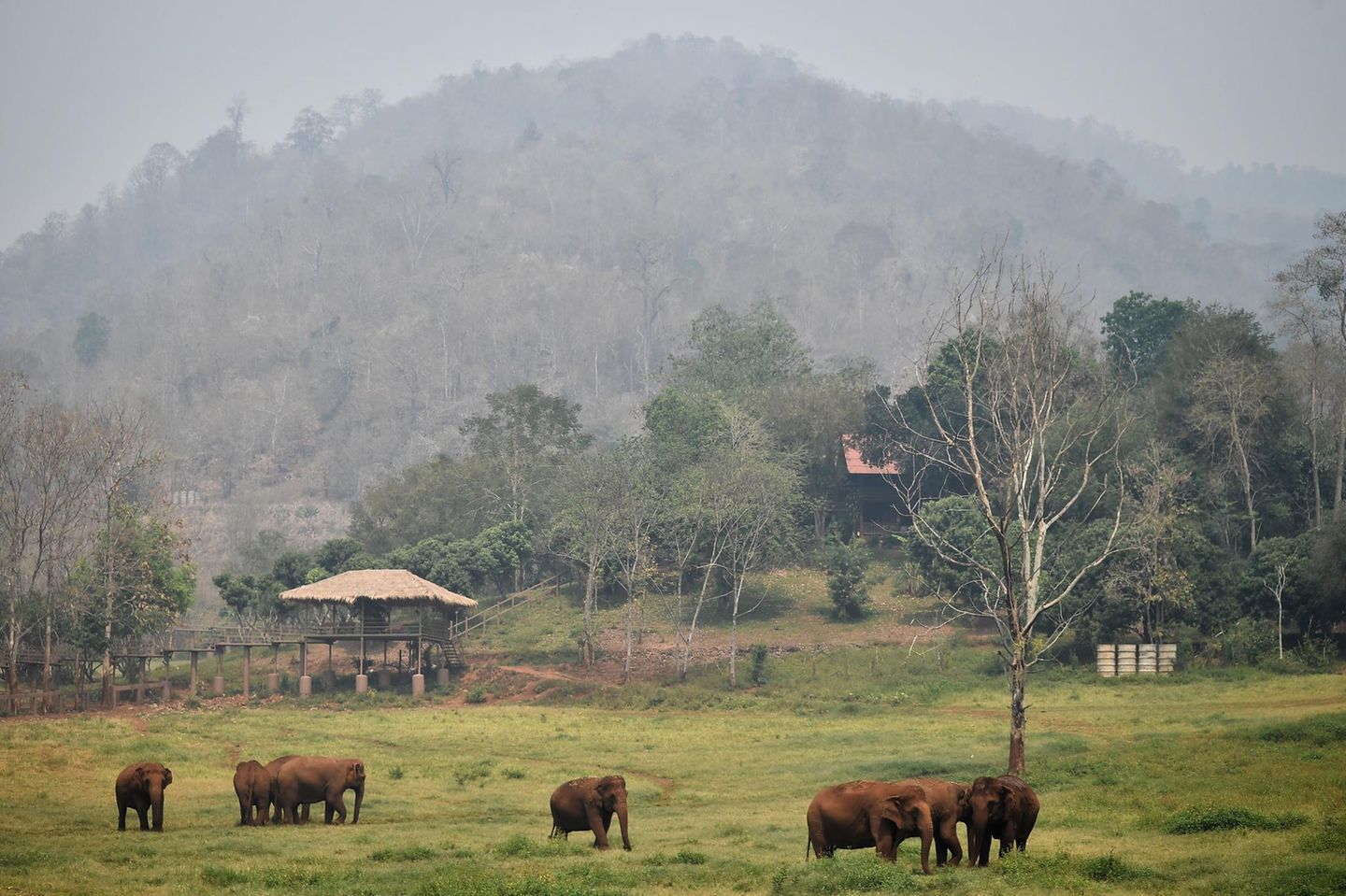 Corona-Krise: Elefanten in Thailand