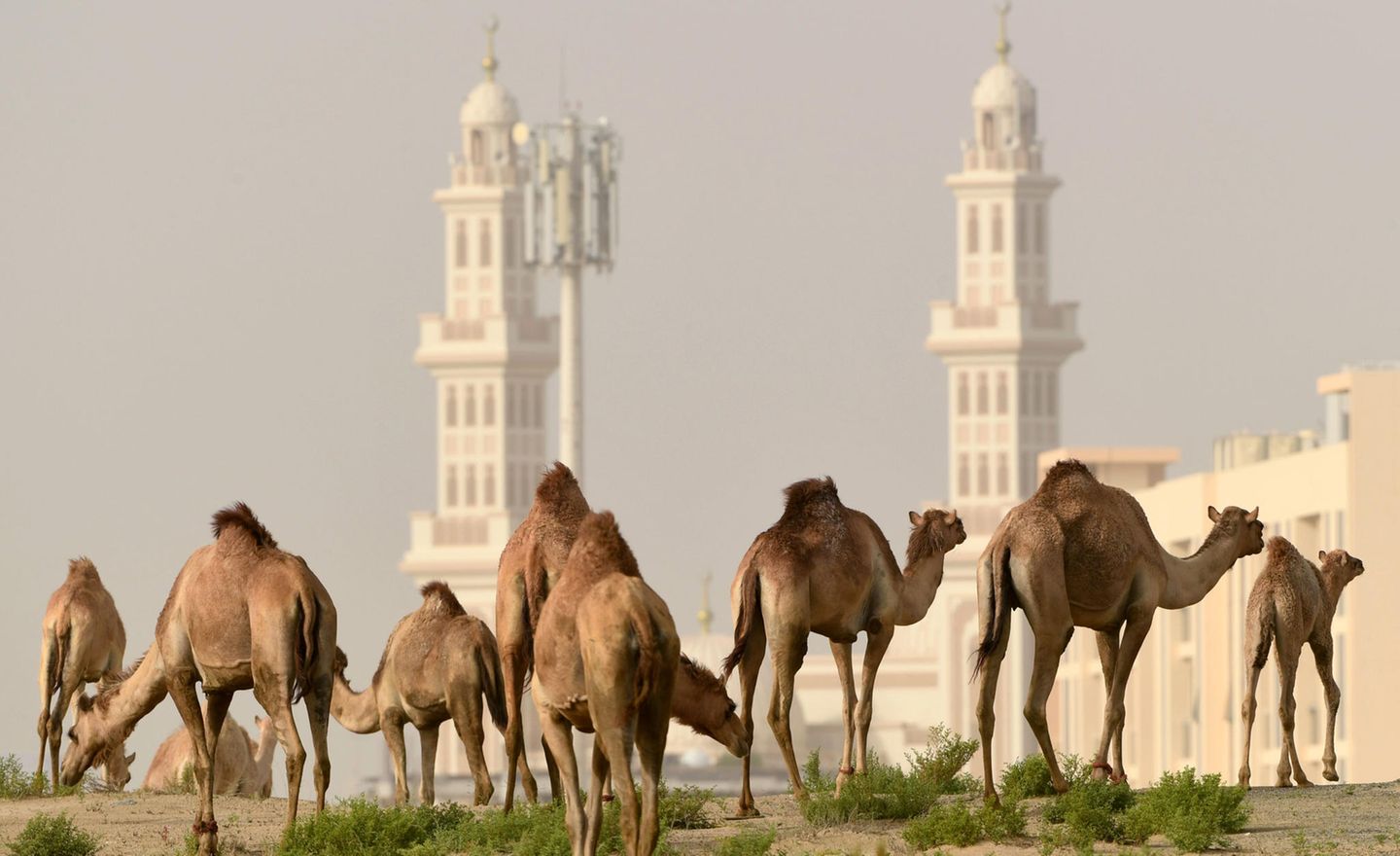 Corona-Krise: Kamele vor der Stadt
