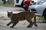 Corona-Krise: Puma auf der Straße