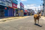 Corona-Krise: Hirsch auf der Strasse