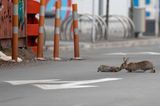 Corona-Krise: Kaninchen auf der Straße