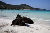 Corona-Krise: Kühe am Strand