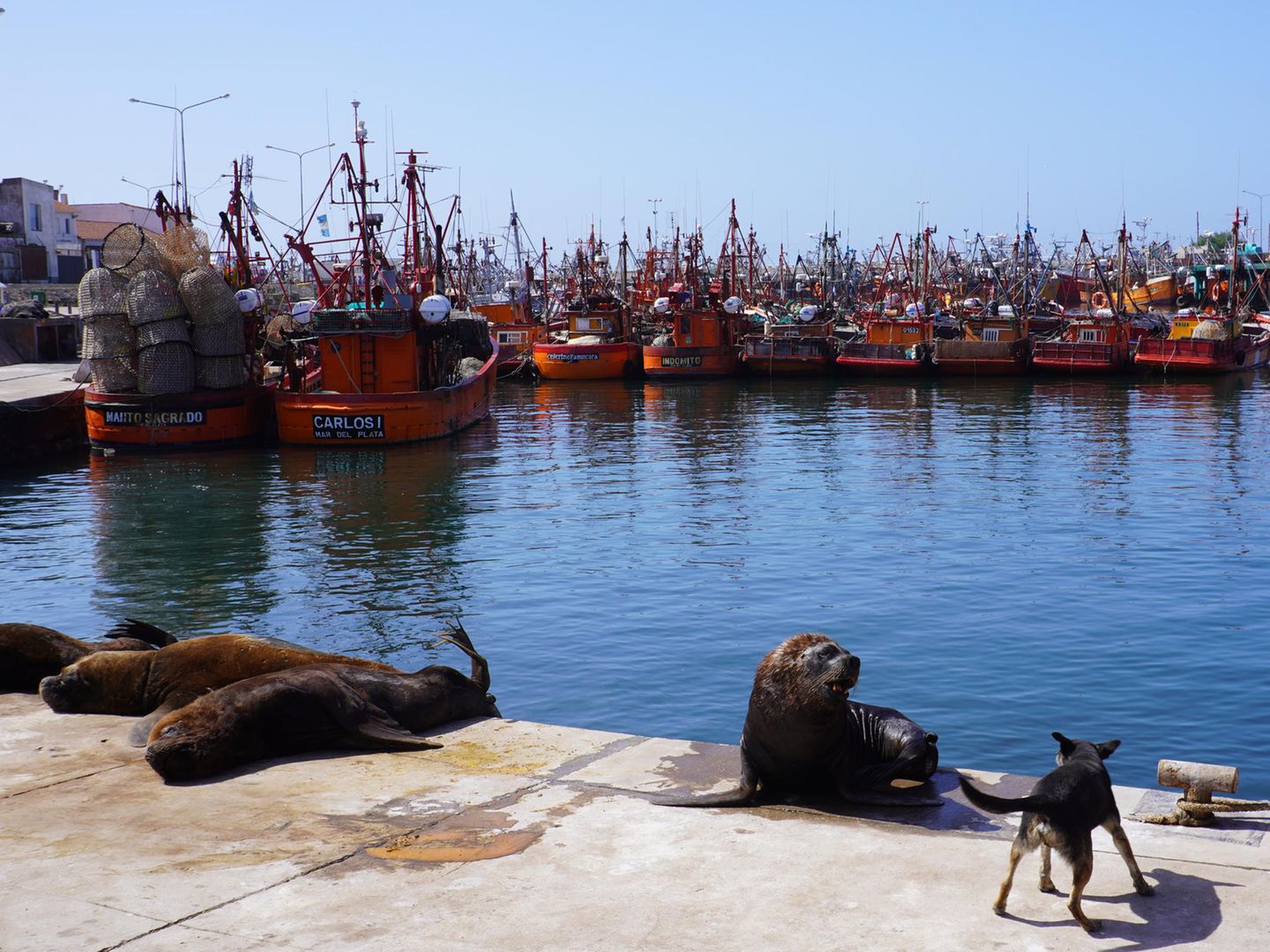Corona-Krise: Seelöwen am Hafenbecken