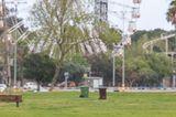 Corona-Krise: Schakal im Park