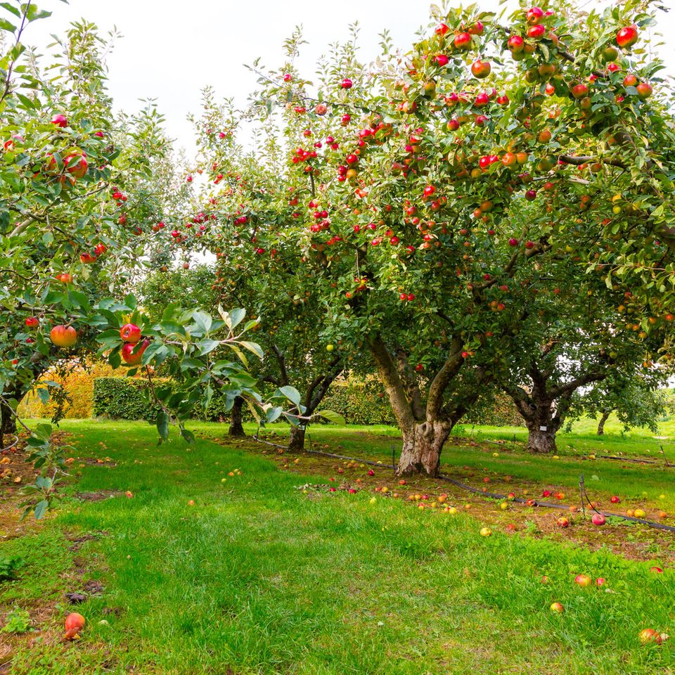 Der Apfel fällt nicht weit vom Stamm: Apfelbäume auf Wiese