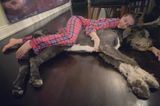 Stars im Home Office: Heidi Klum kuschelt mit Hund