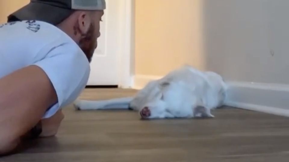 Zu niedlich: So weckt dieser junge Mann seinen tauben und blinden Hund morgens auf, um sie nicht zu erschrecken