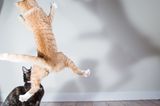 Haustier Fotowettbewerb: Katze springt