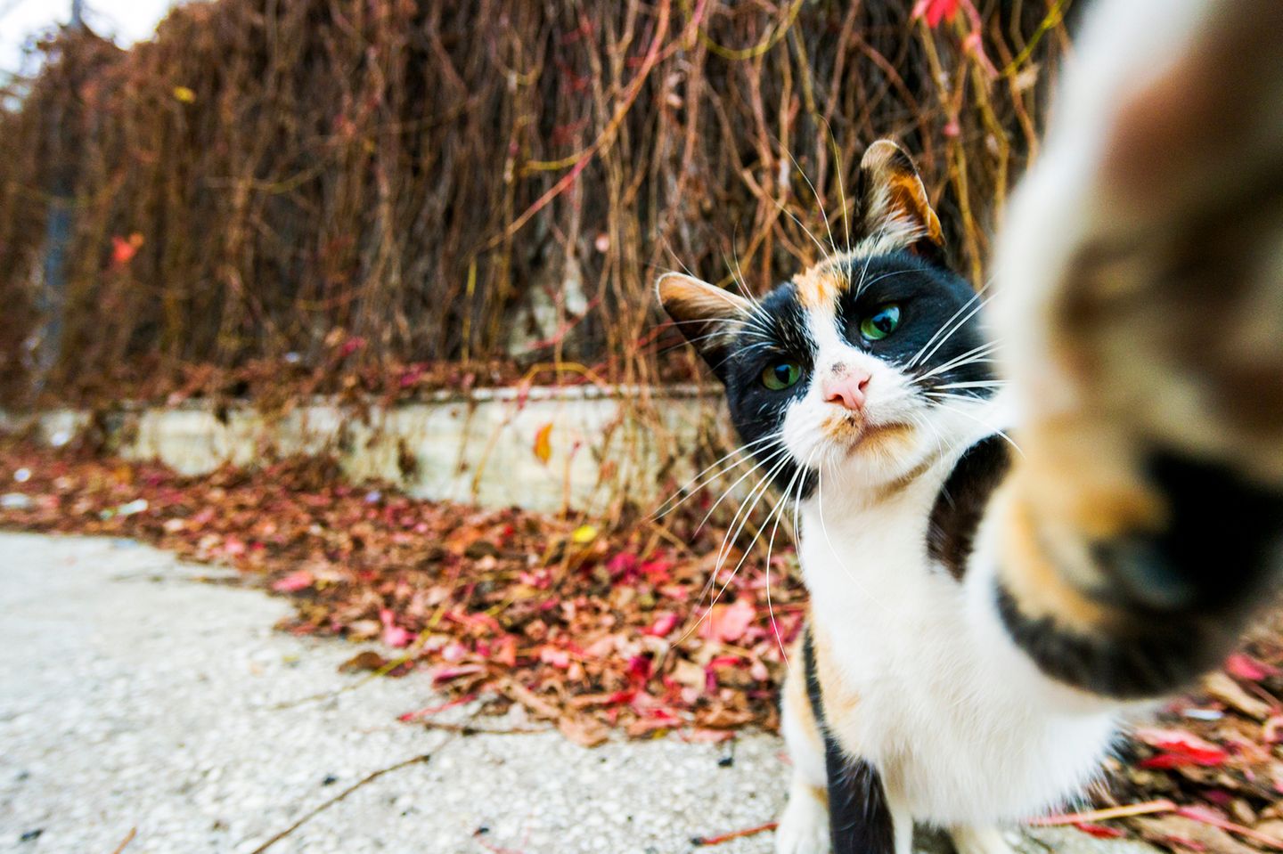 Haustier Fotowettbewerb: Katze macht Selfie