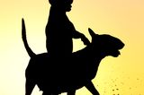 Haustier Fotowettbewerb: Silhouetten von Hunden