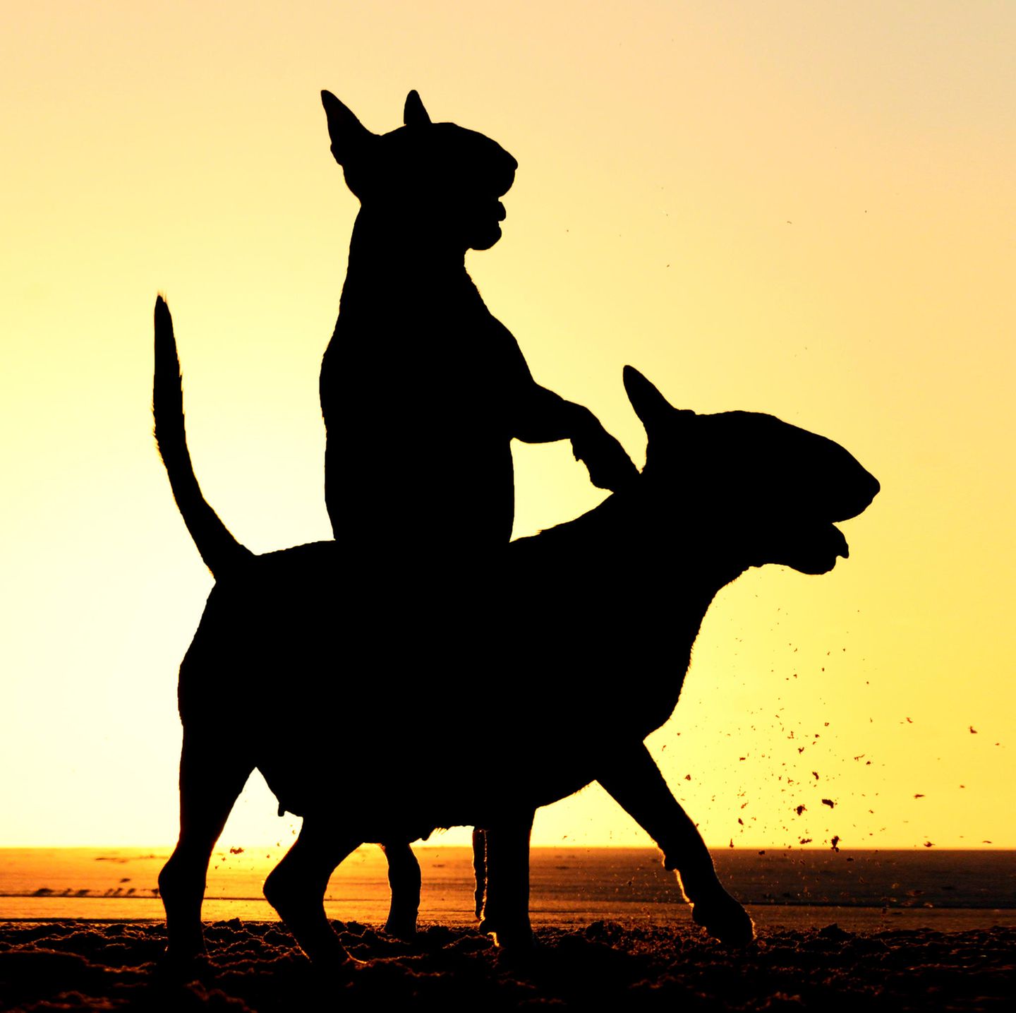 Haustier Fotowettbewerb: Silhouetten von Hunden