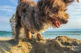 Haustier Fotowettbewerb: Hund am Strand