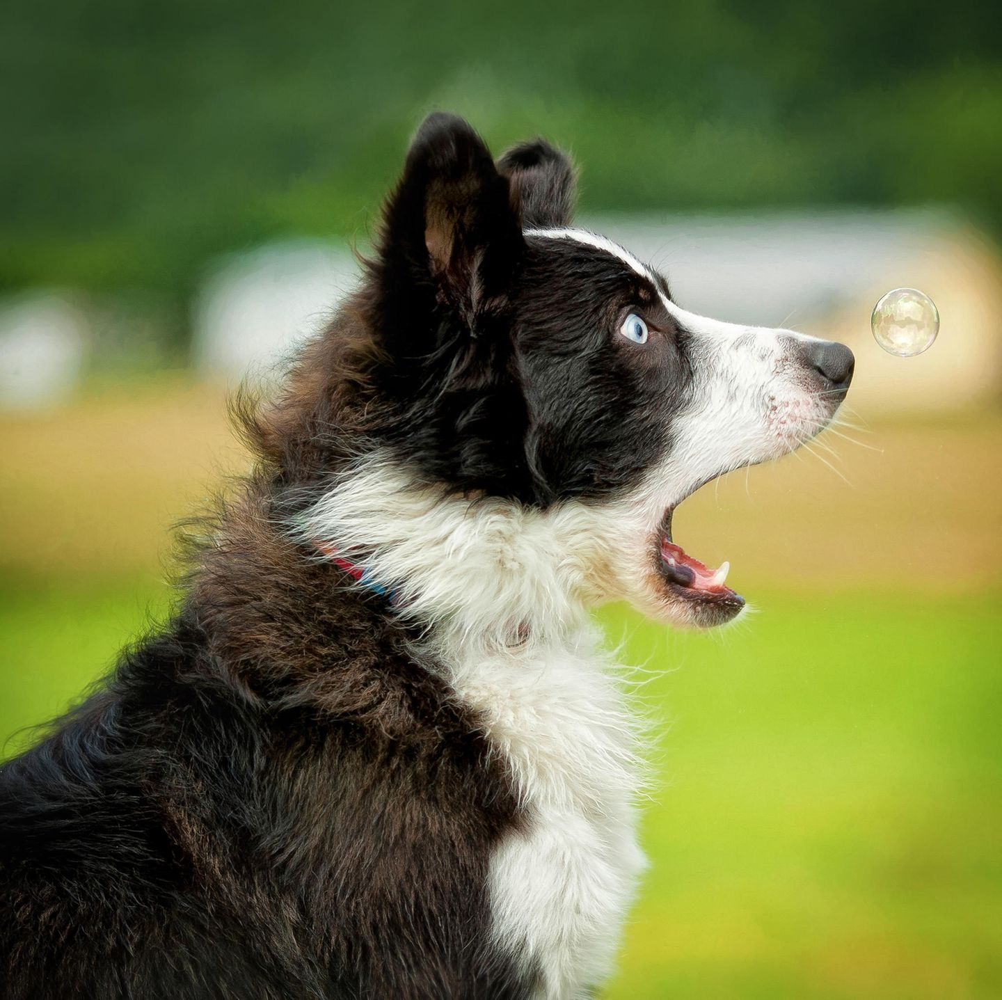 Haustier Fotowettbewerb: Hund mit Seifenblase