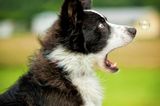 Haustier Fotowettbewerb: Hund mit Seifenblase