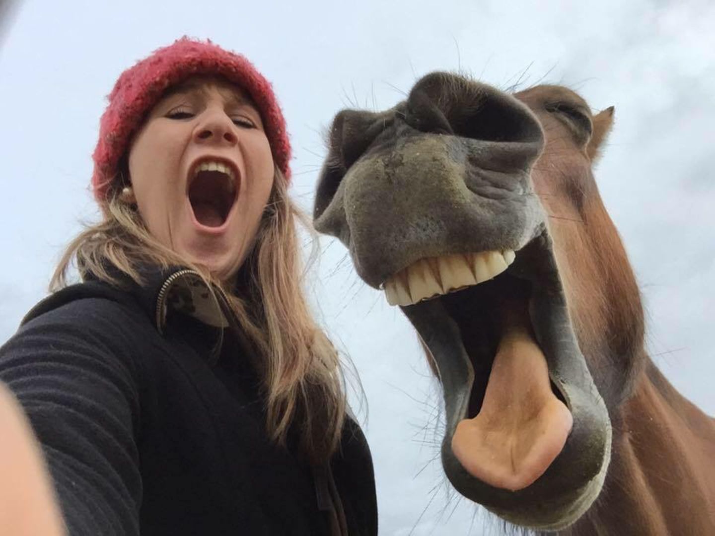 Haustier Fotowettbewerb: Pferd und Frau