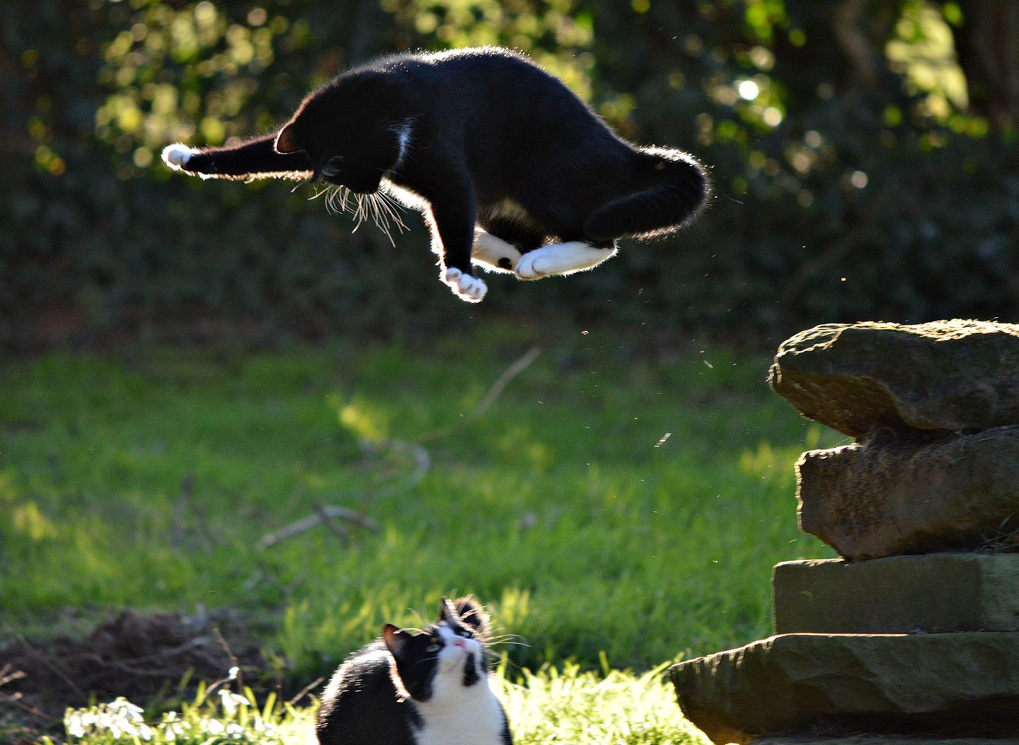 Haustier Fotowettbewerb: Katze springt