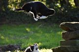 Haustier Fotowettbewerb: Katze springt