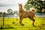 Haustier Fotowettbewerb: Pferd springt
