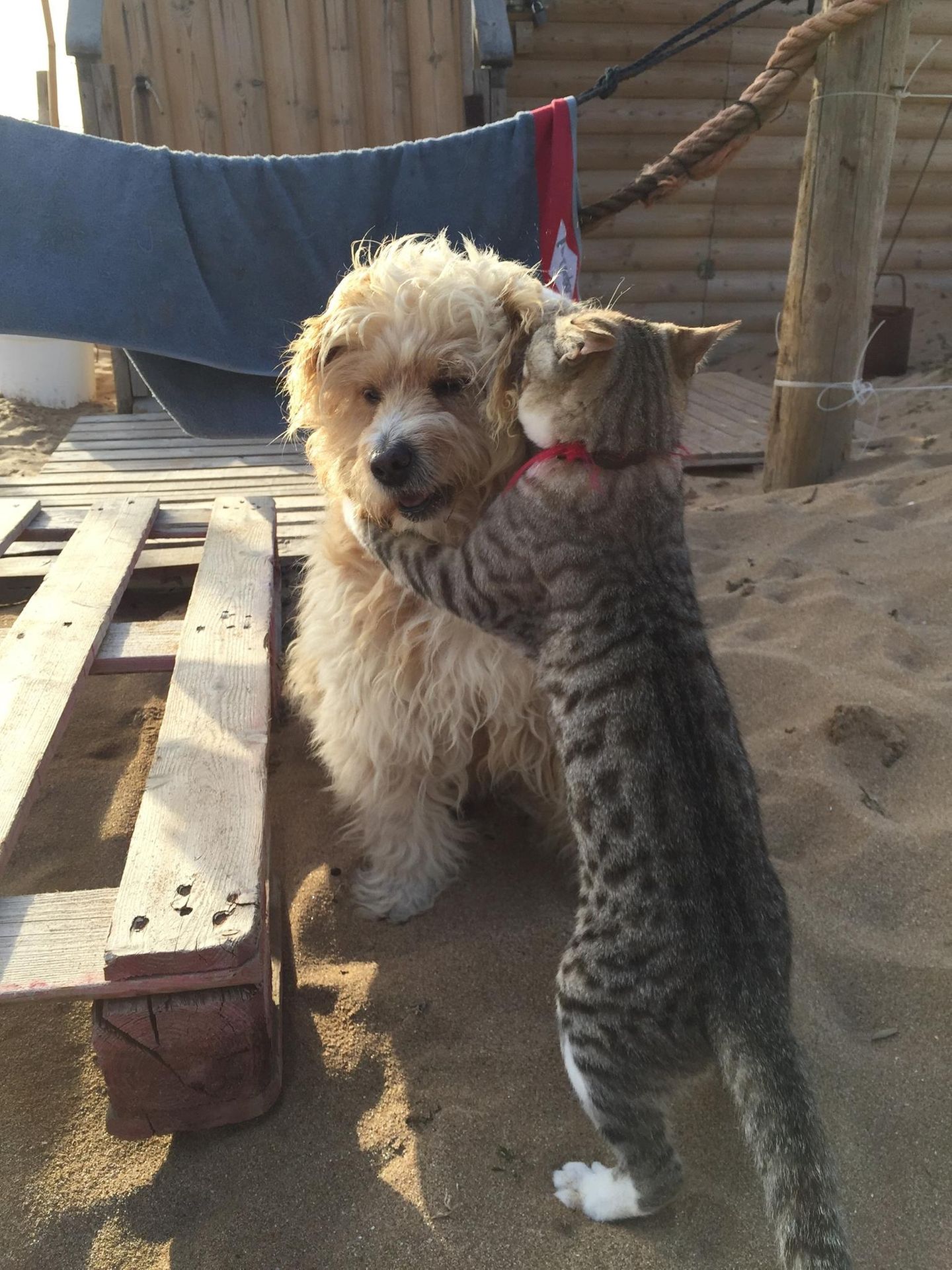 Haustier Fotowettbewerb: Katze umarmt Hund